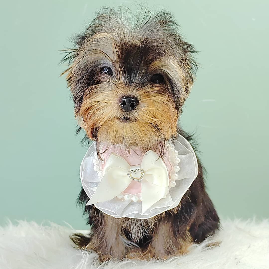 Yorkshire Terrier 约克夏