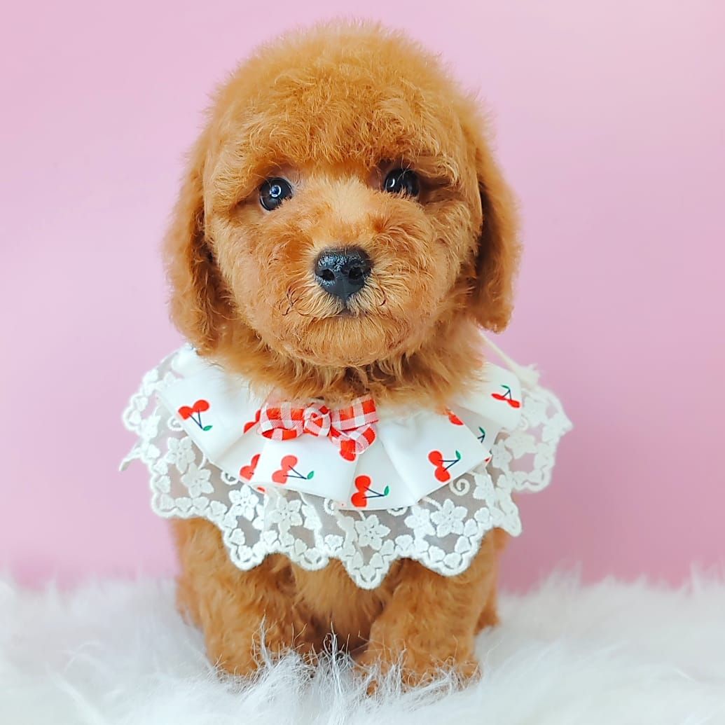 Poodle 娉拌开璐靛