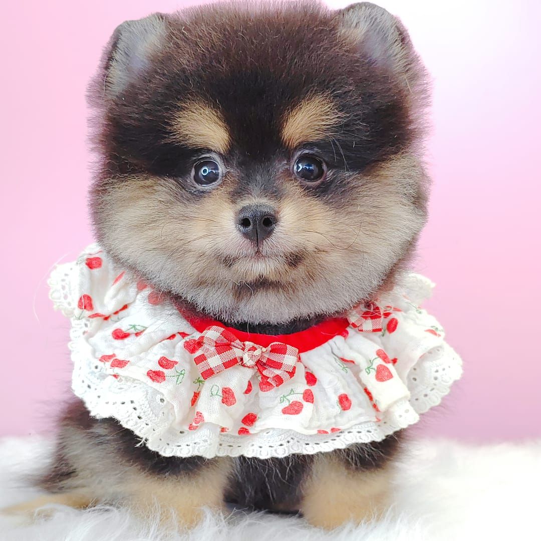 Pomeranian 博美