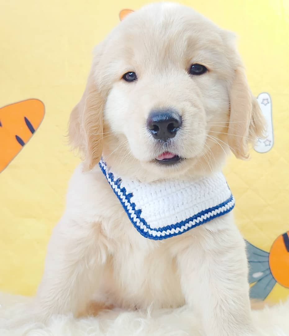 Golden Retriever 黄金猎犬