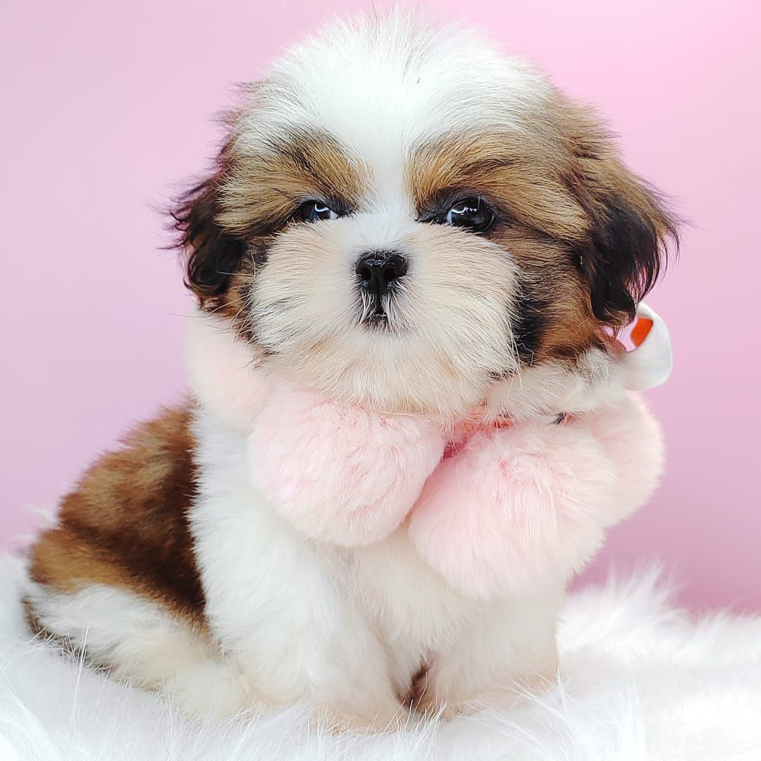 Shih Tzu 西施
