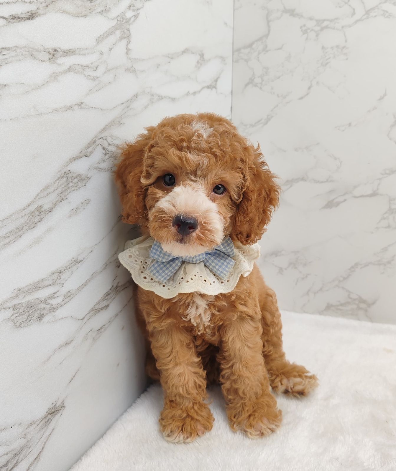 Poodle 娉拌开璐靛