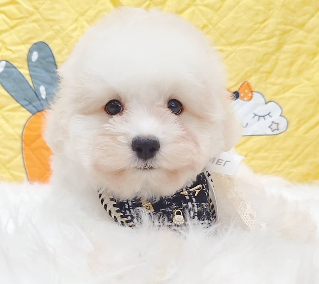 Maltipoo 马尔泰迪