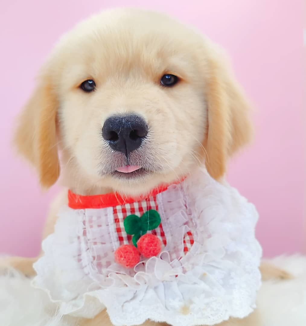 Golden Retriever 黄金猎犬