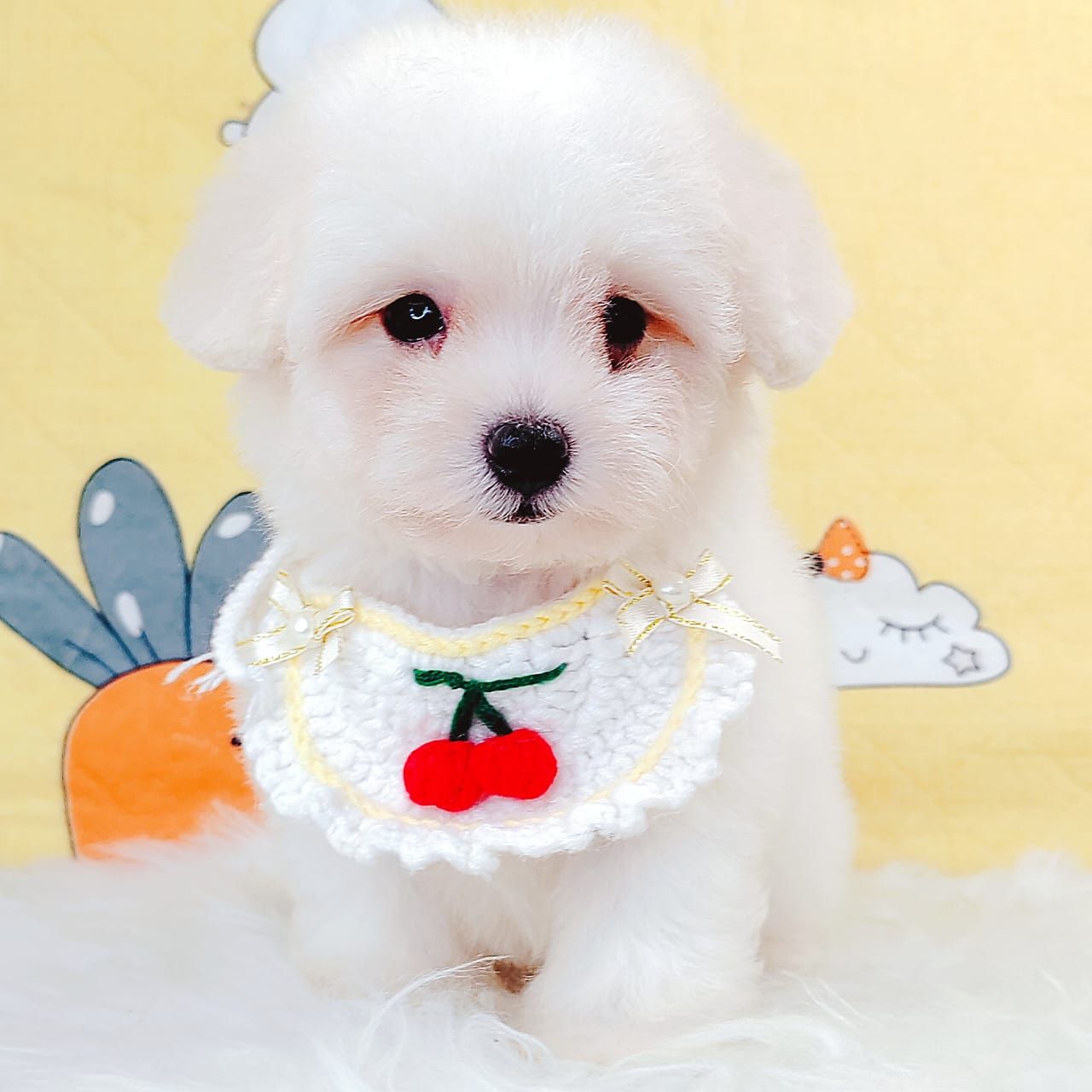 Bichonpoo 泰迪熊