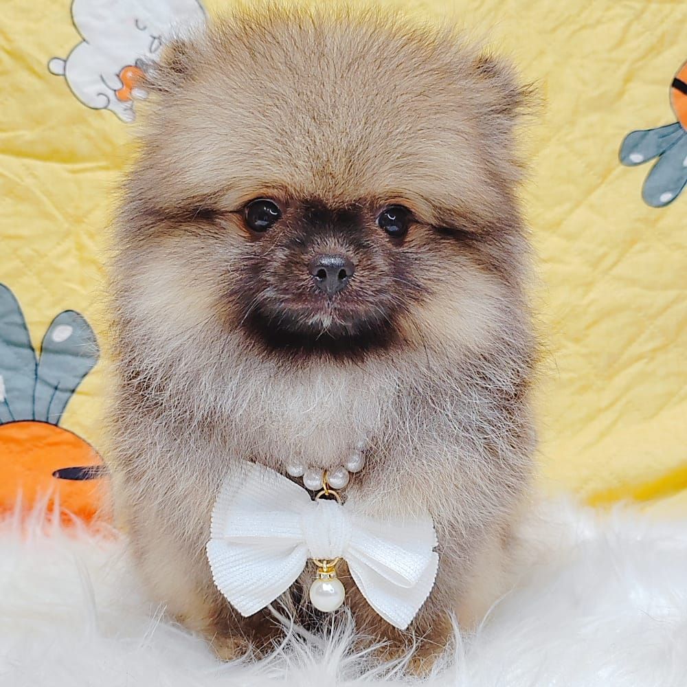 Pomeranian 博美