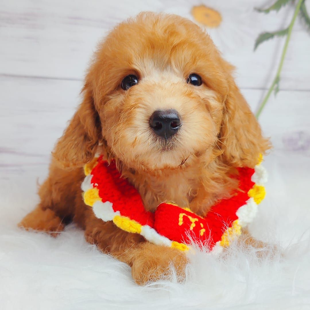 Poochon 泰迪熊