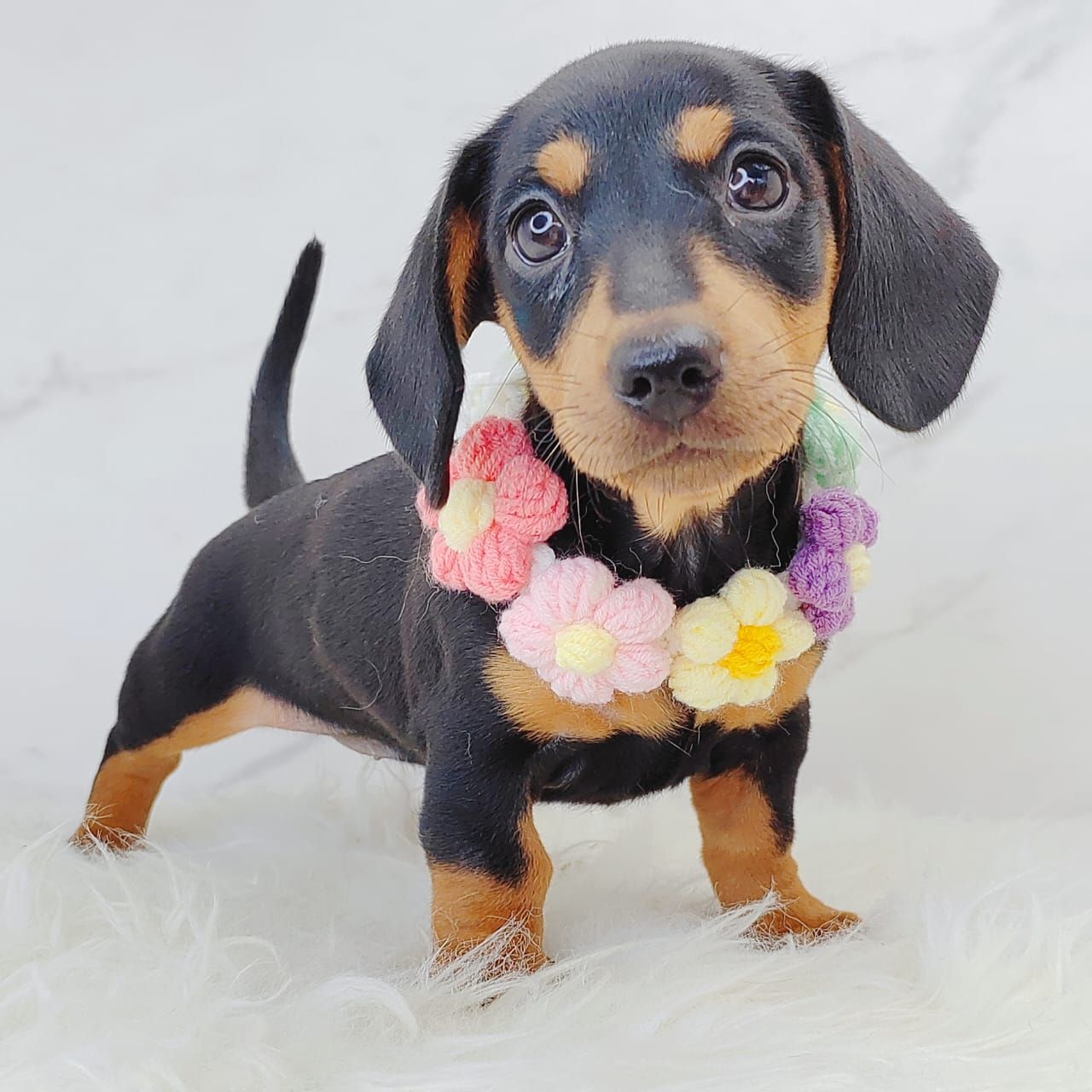 Dachshund 腊肠狗