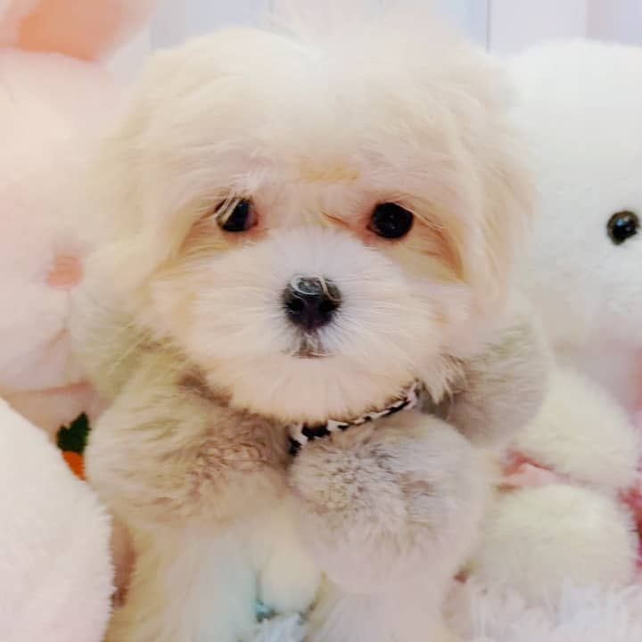 Maltese 马尔济斯