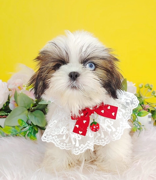 Shih Tzu ʩ - FURGATHER DESTINY PET HOUSE