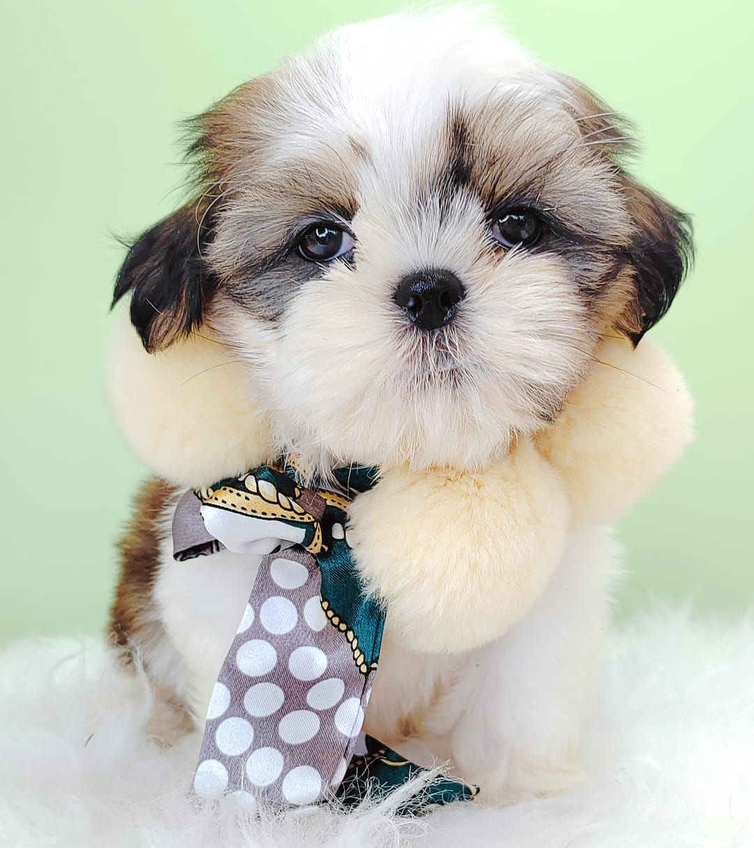 Shih Tzu 西施