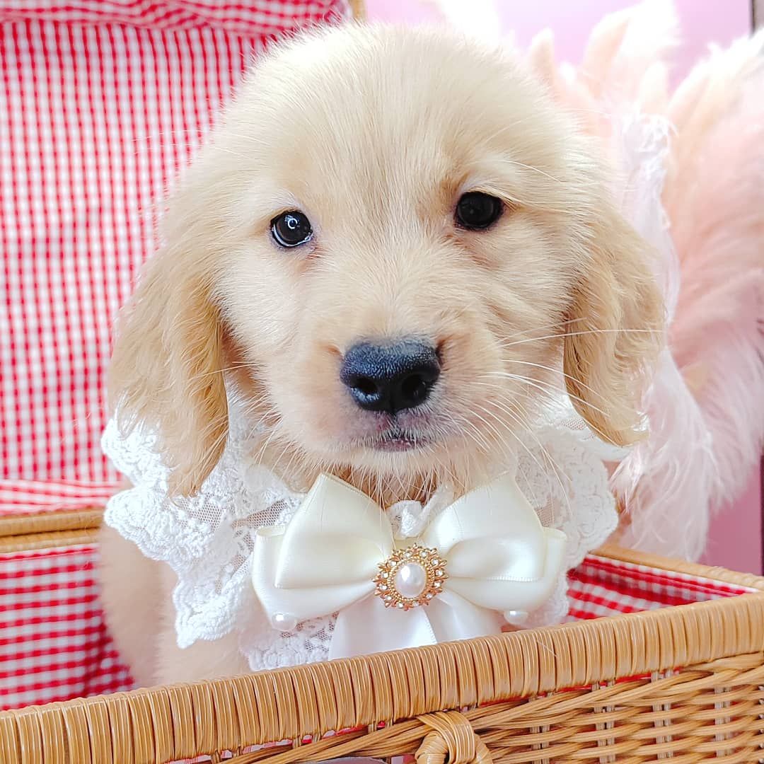 Golden Retriever 黄金猎犬