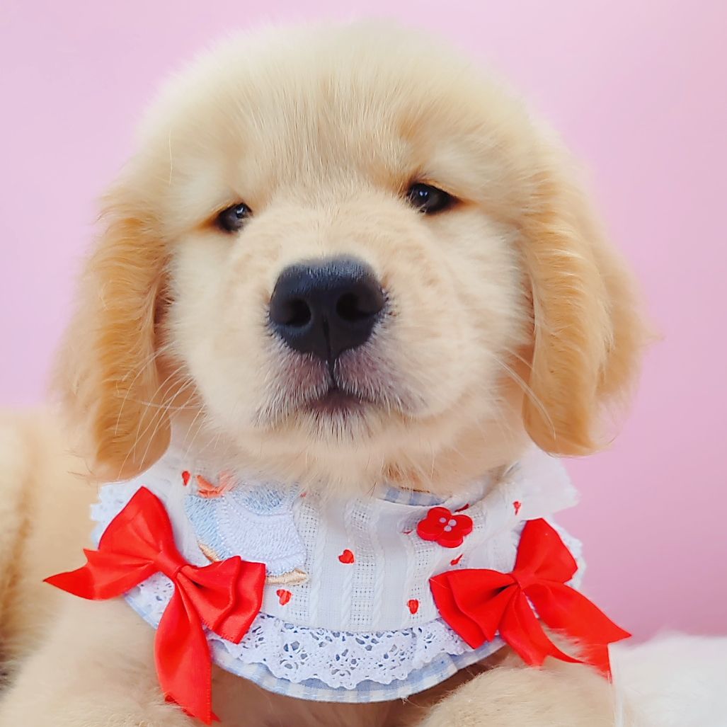 Golden Retriever 黄金猎犬