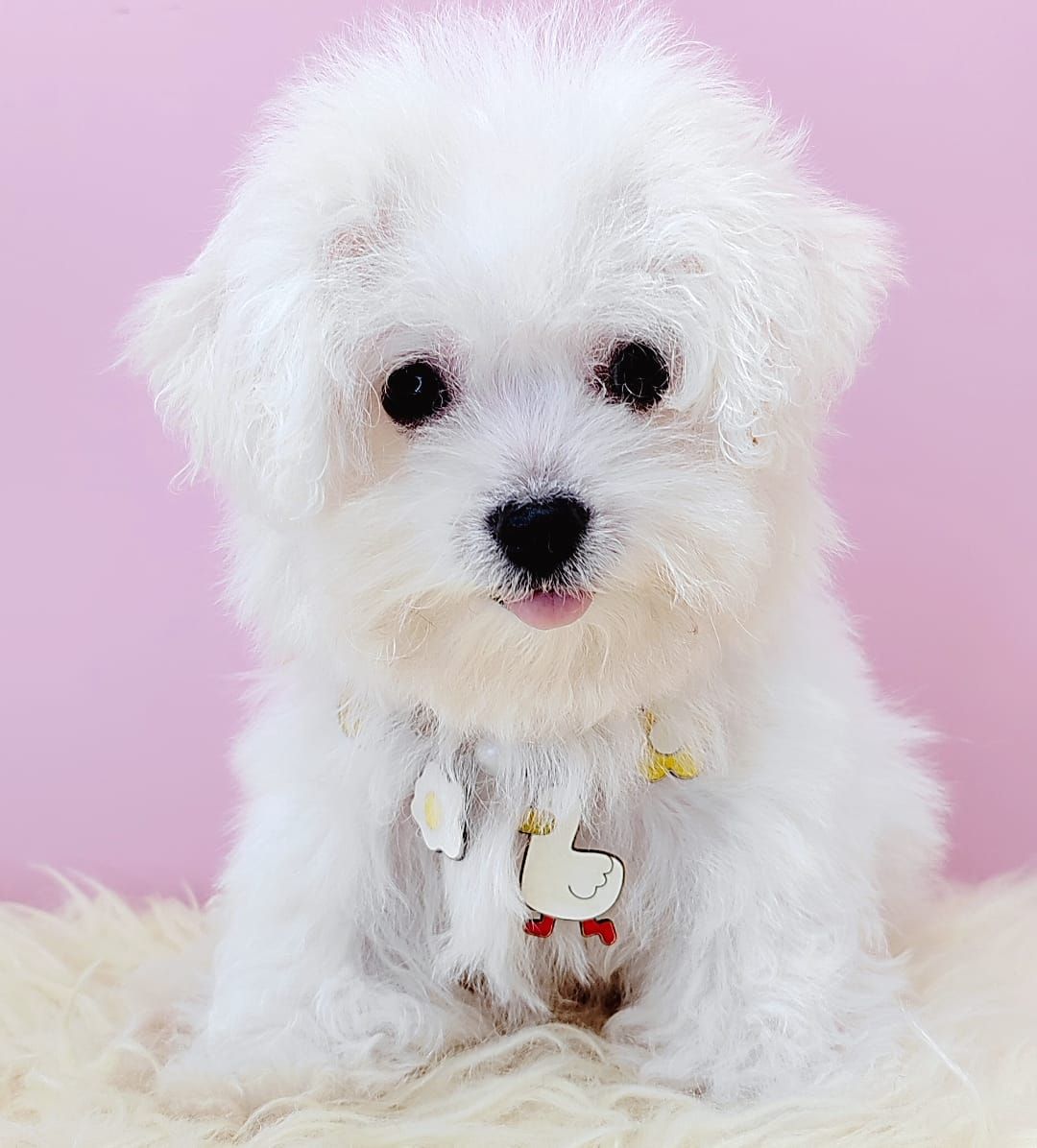  Bichon Frise 比熊