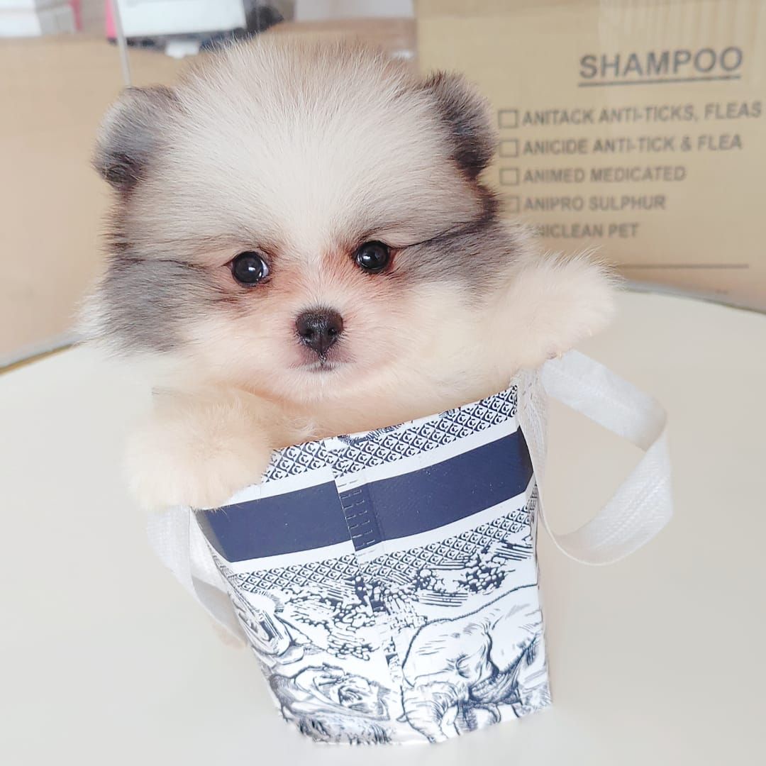 Pomeranian 博美