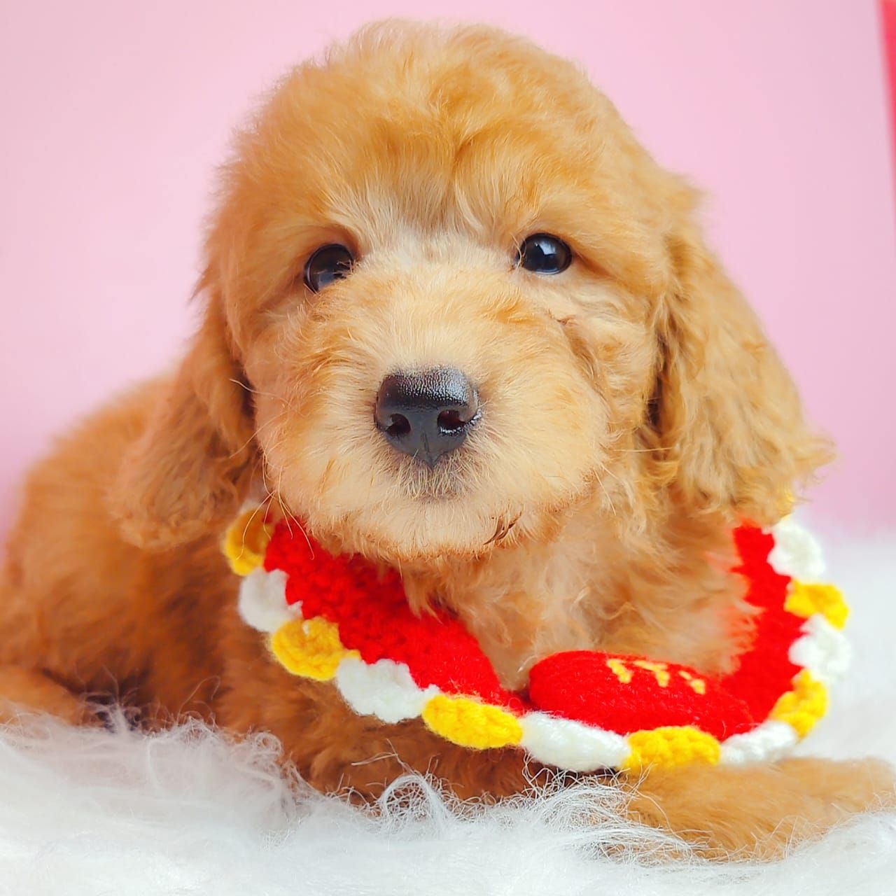 Poodle 娉拌开璐靛