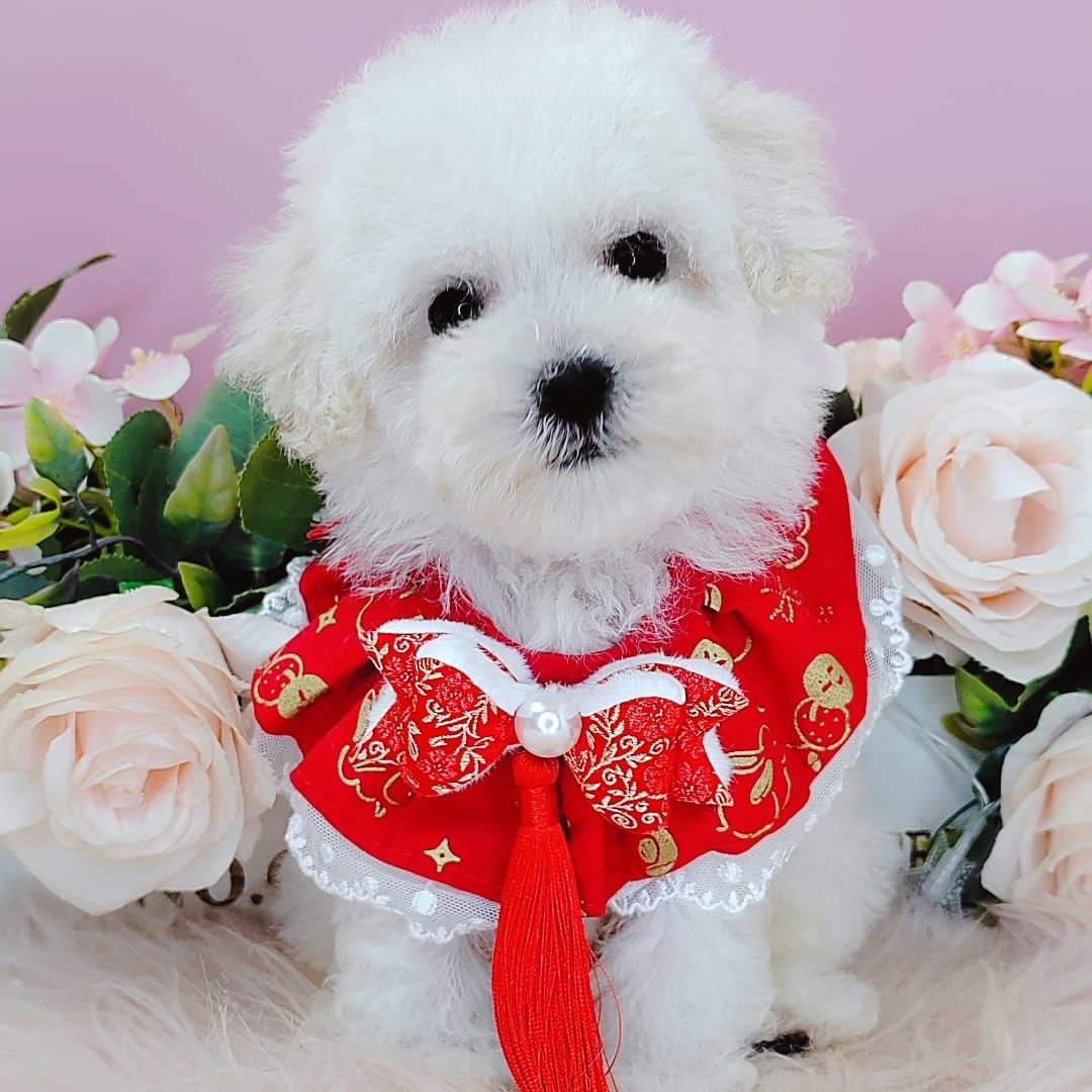  Poodle 娉拌开璐靛