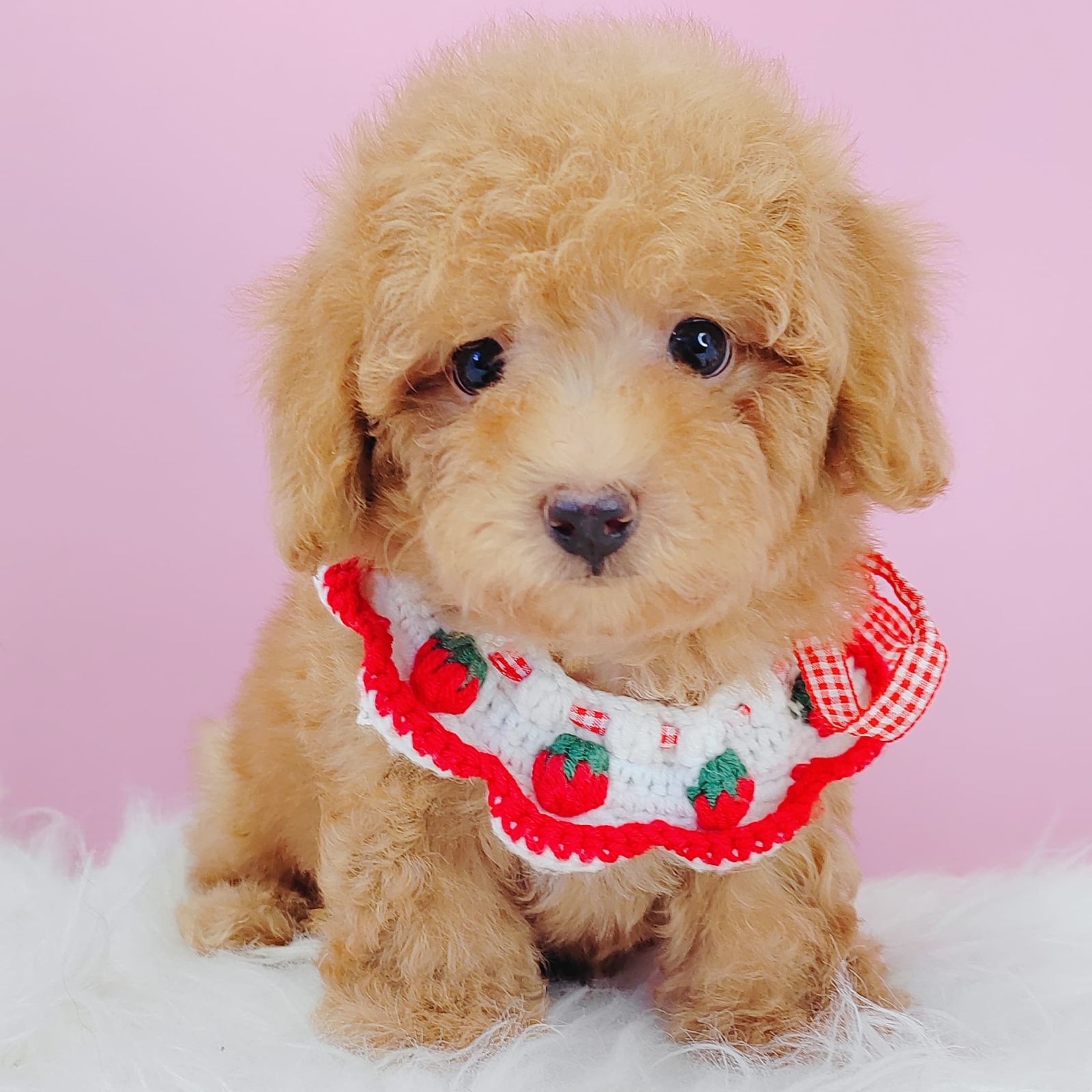 Poodle 璐靛娉拌开
