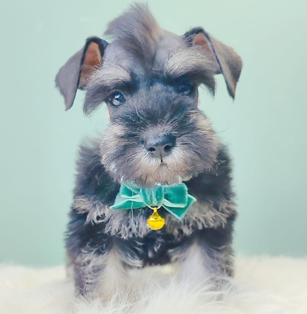 Schnauzer 雪纳瑞