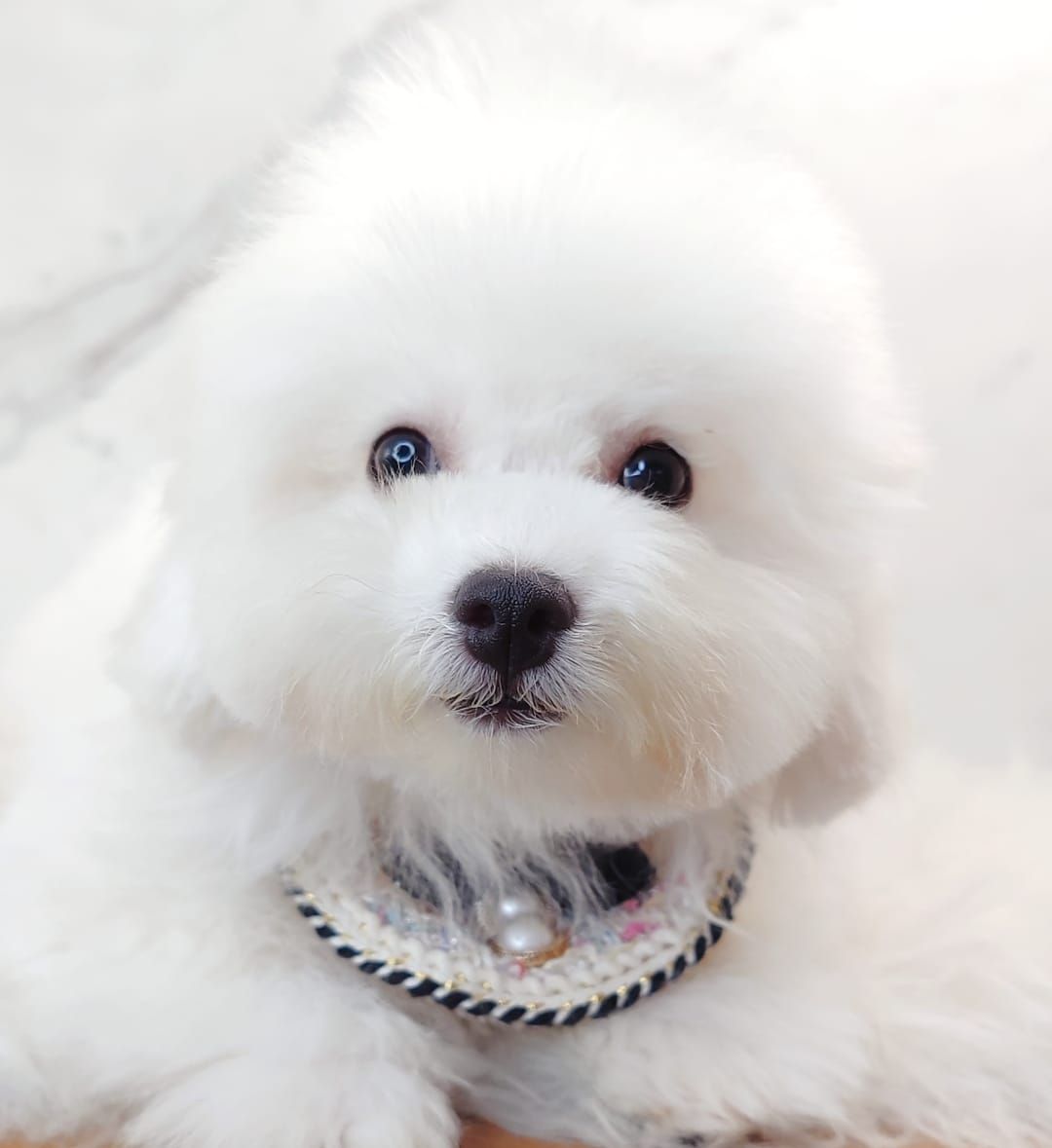 Bichon 比熊