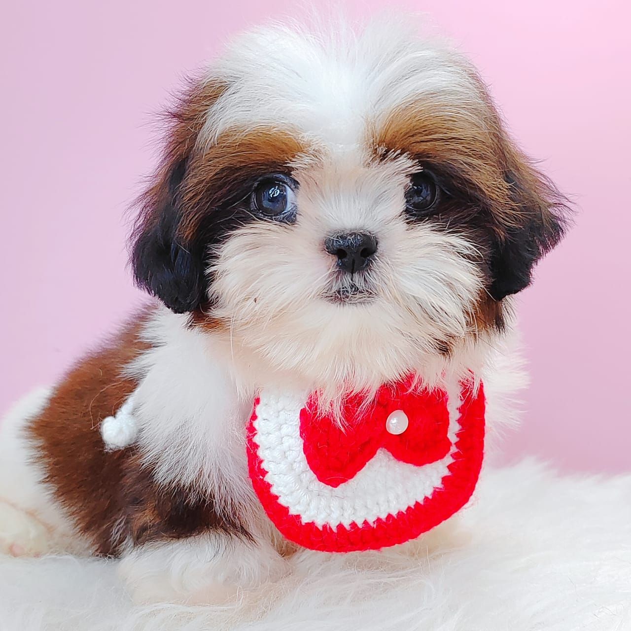 Shih Tzu 西施