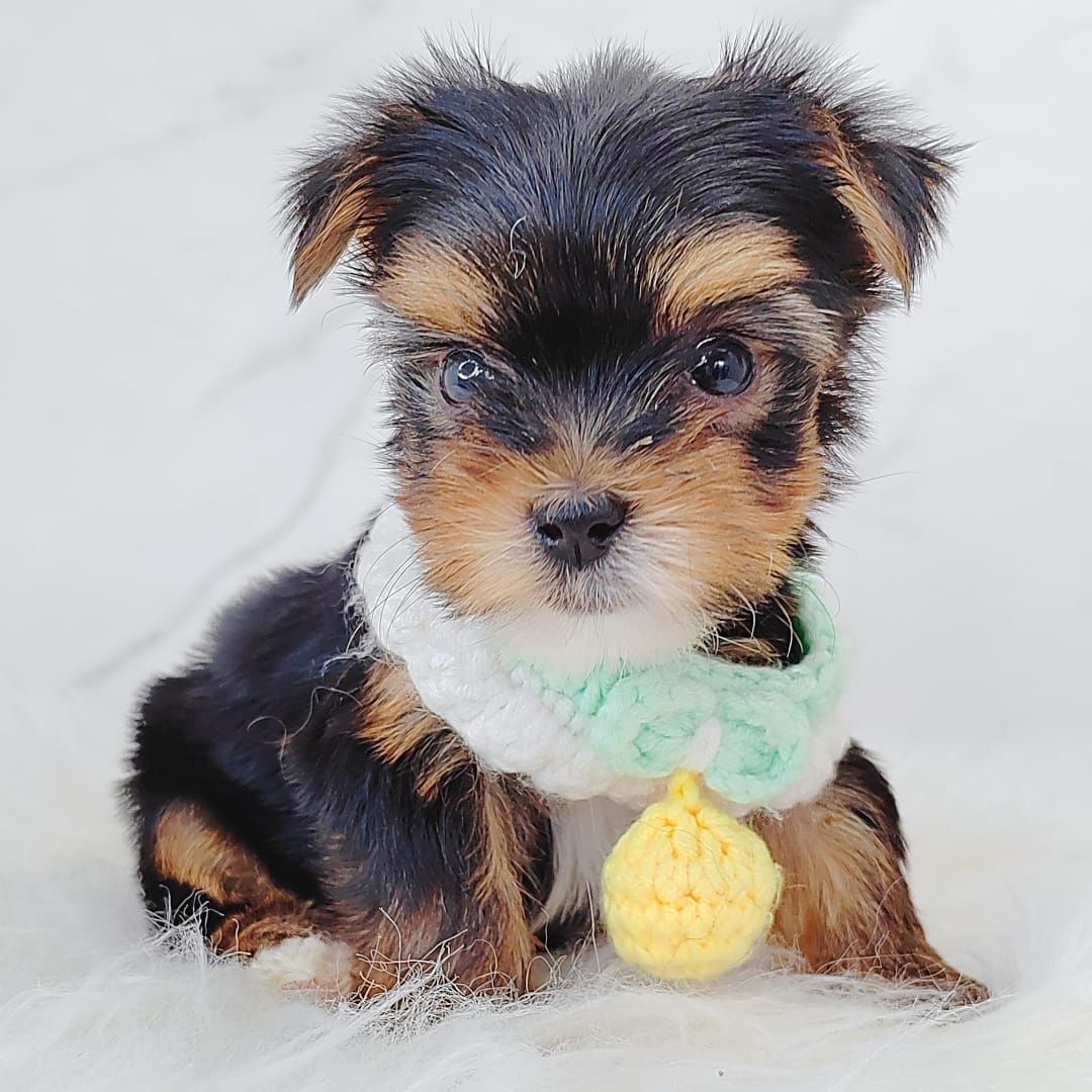 Yorkshire Terrier 约克夏