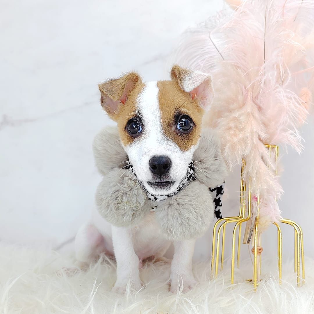 Jack Russell Terrier 杰克罗素梗