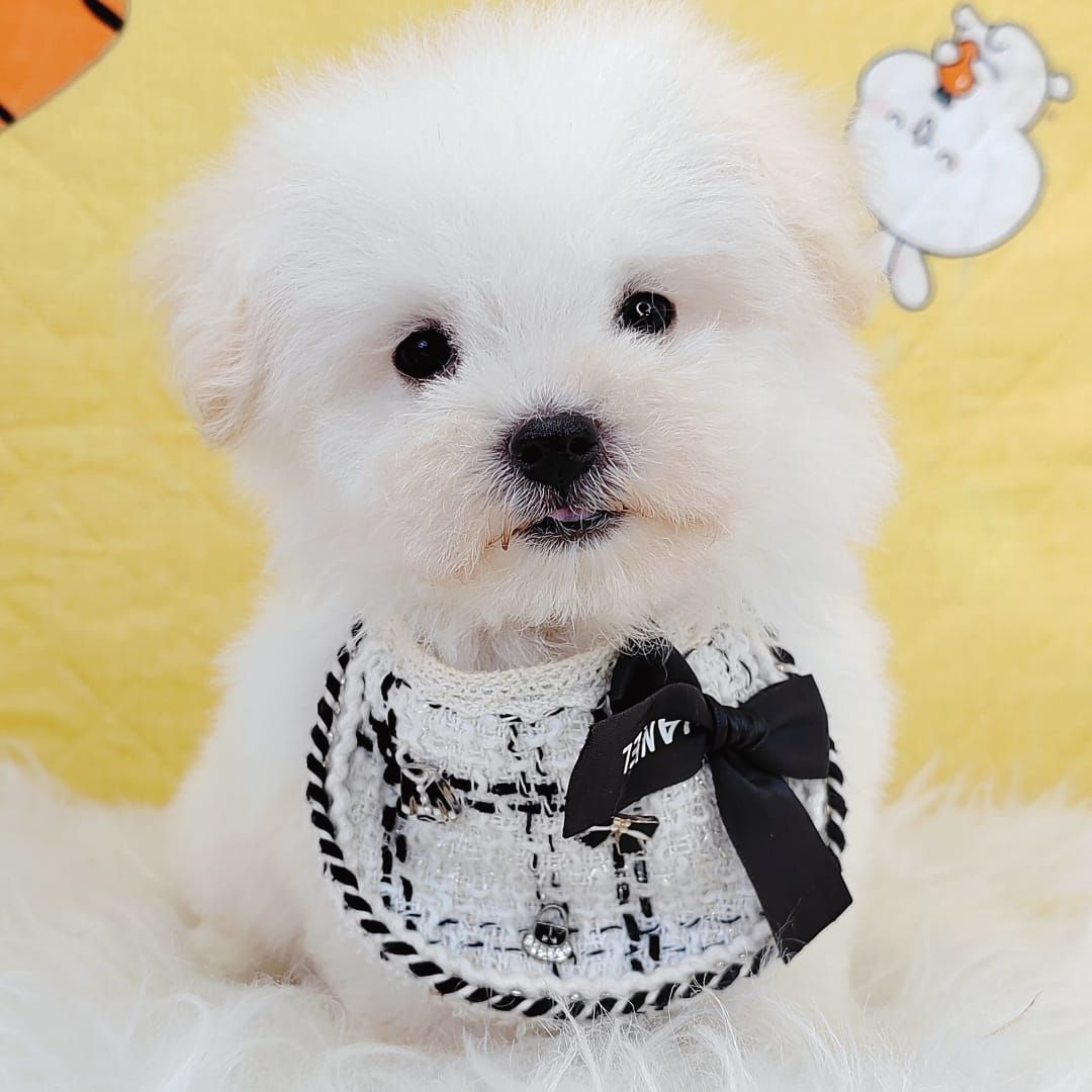 Maltipoo 马尔泰迪