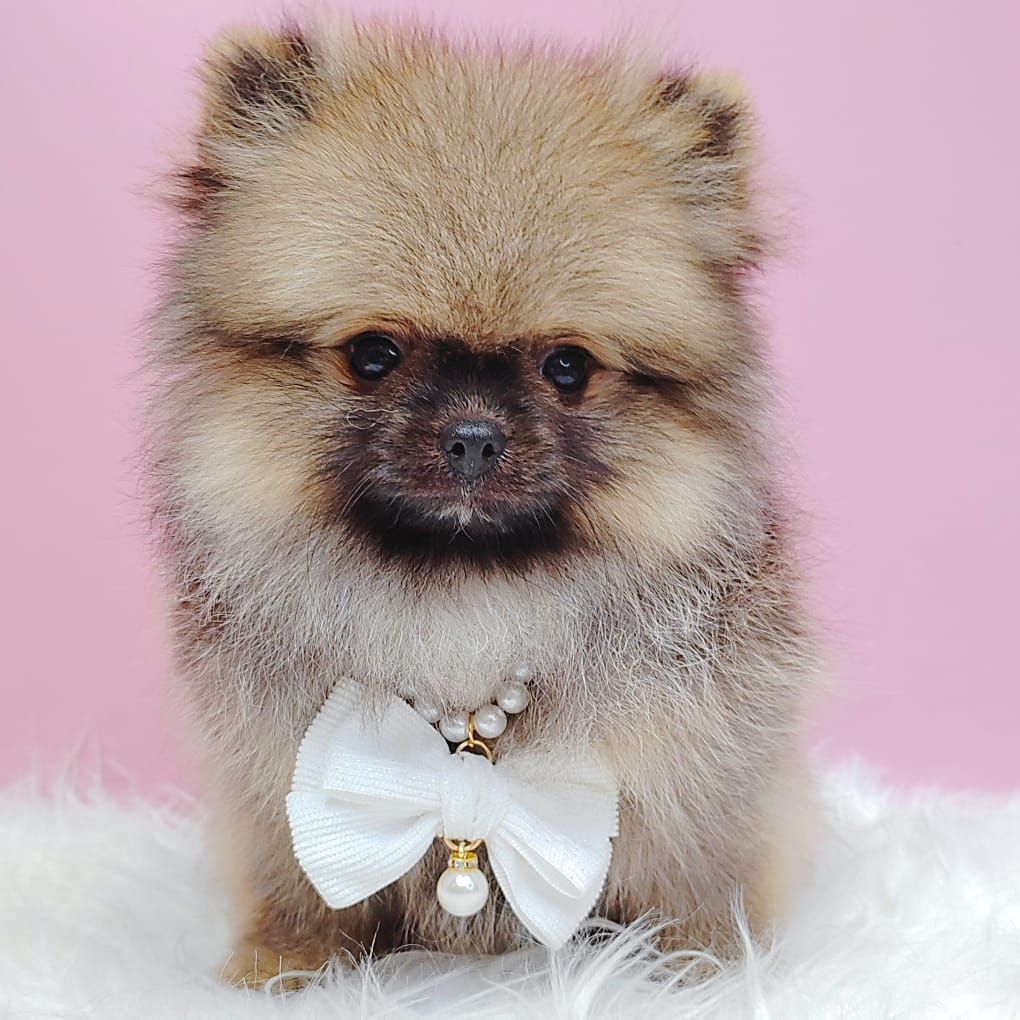 Pomeranian 博美