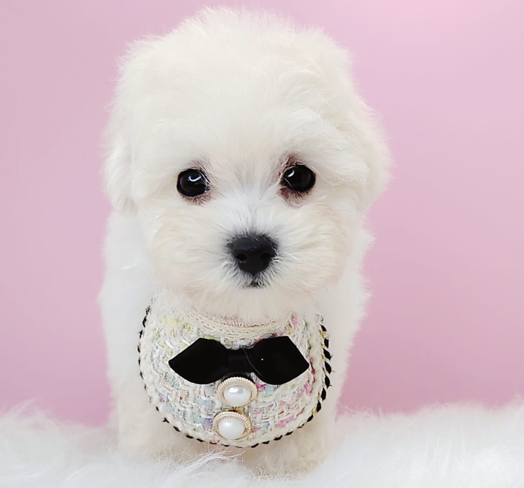 Poodle 娉拌开璐靛