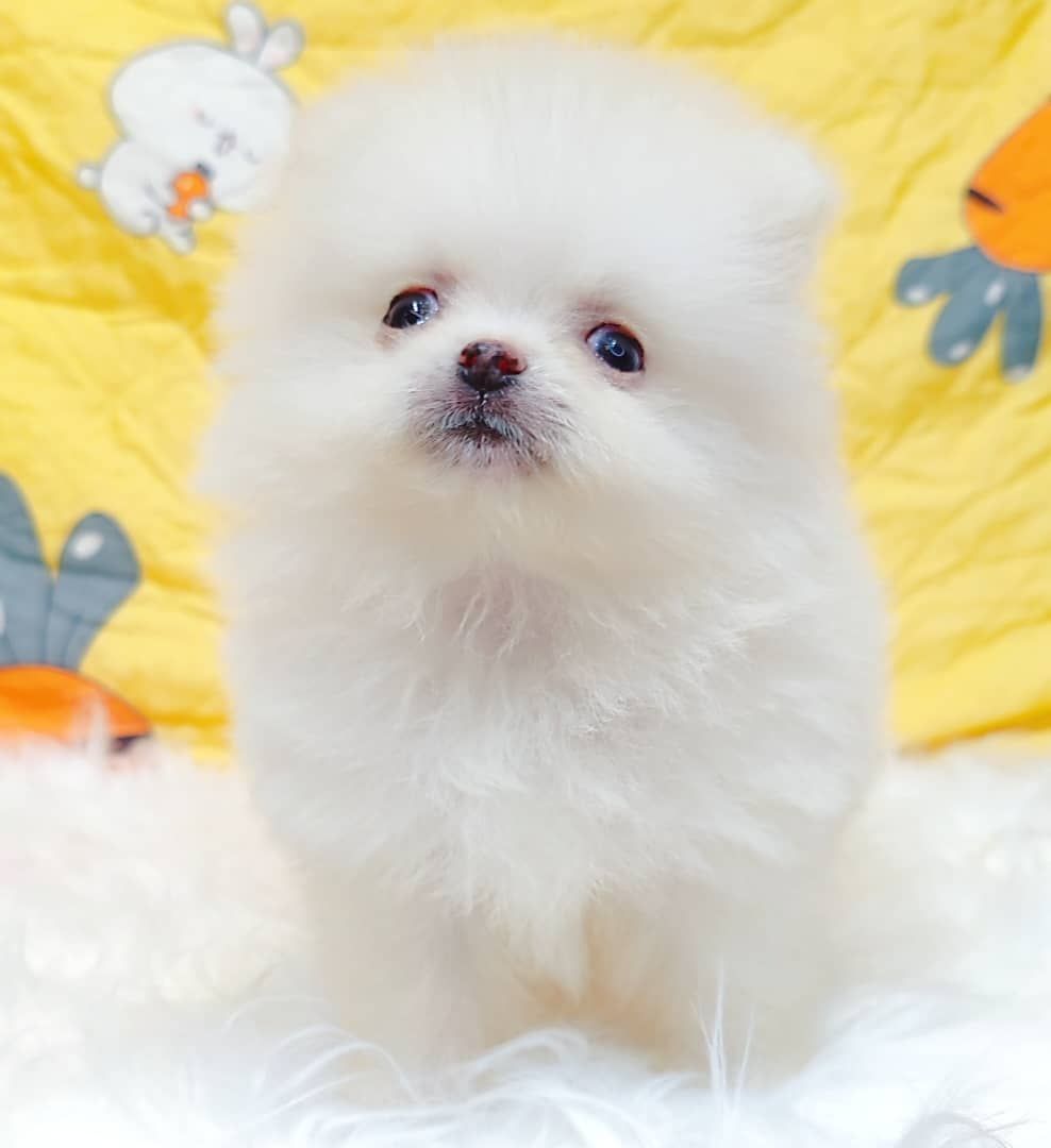 Pomeranian 博美