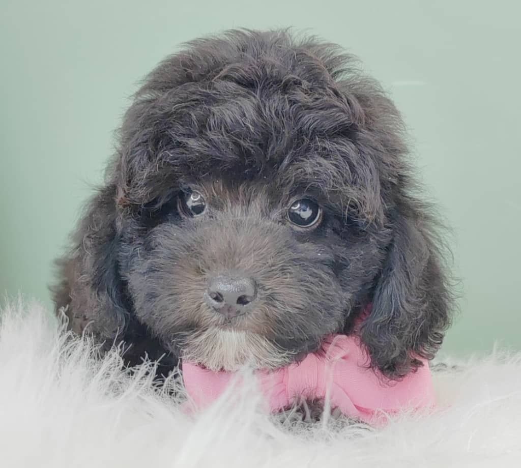 Poodle 娉拌开璐靛