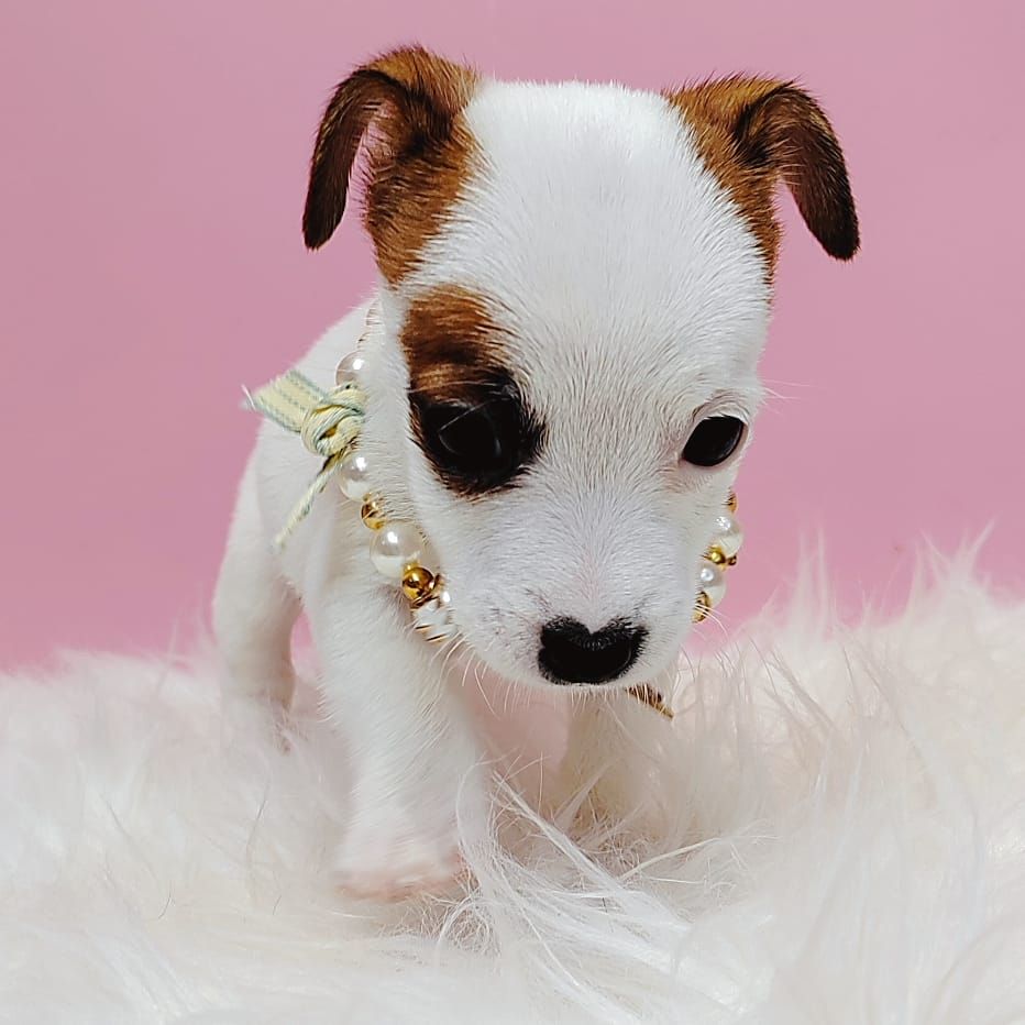 Jack Russell Terrier 杰克罗素梗
