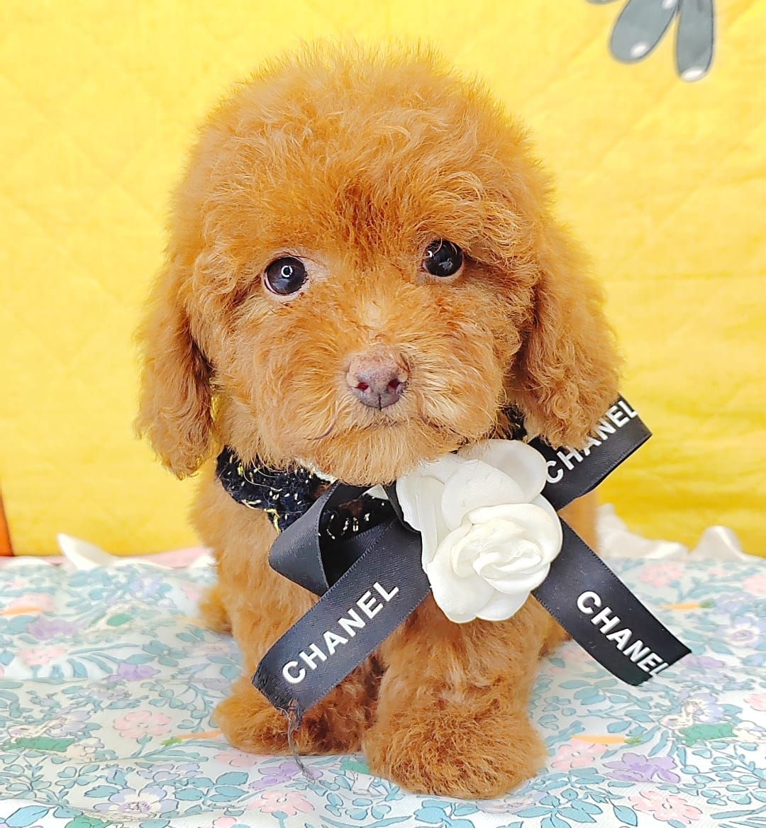 Poodle 娉拌开璐靛