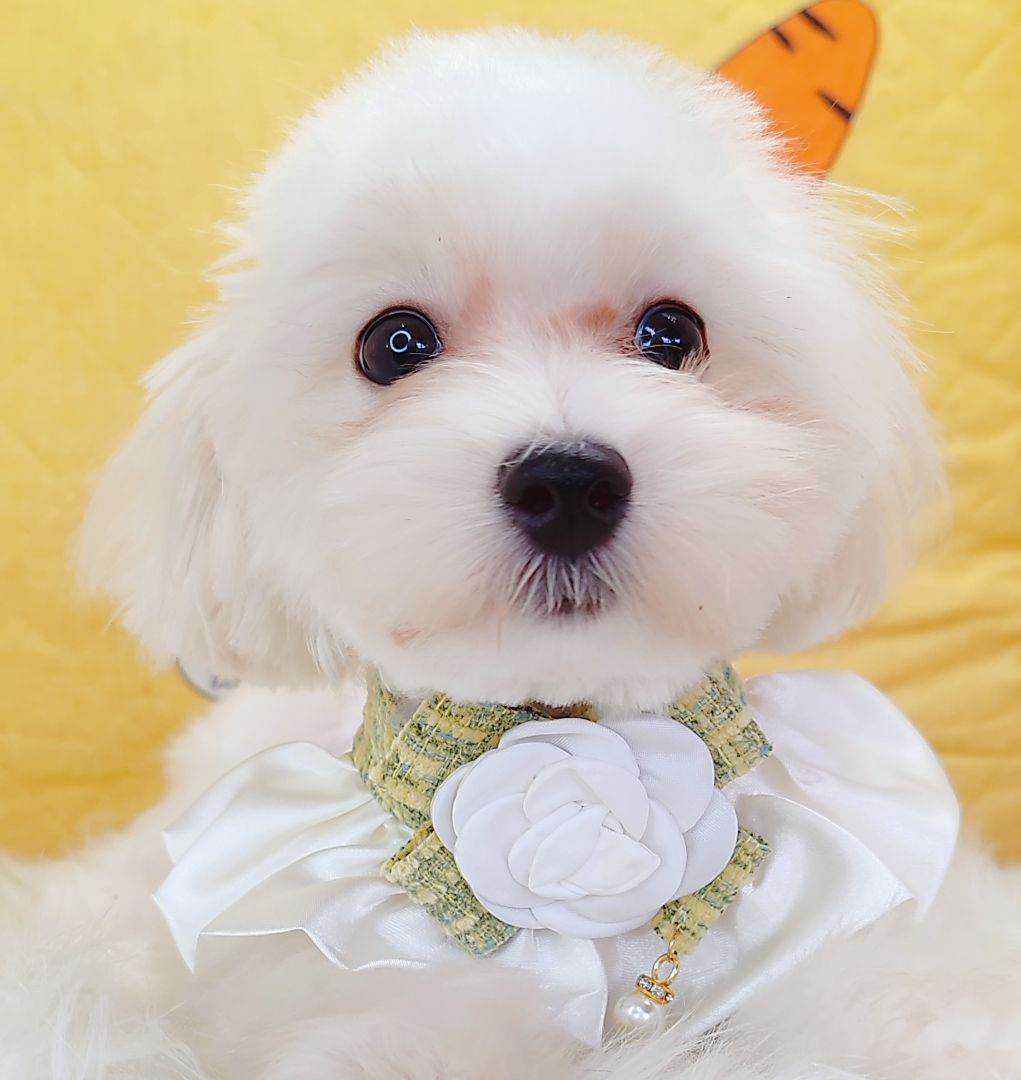 Maltipoo 马尔泰迪