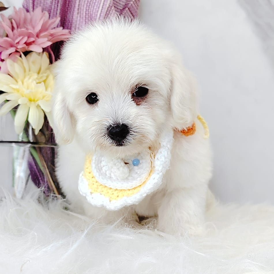 Maltipoo 马尔泰迪