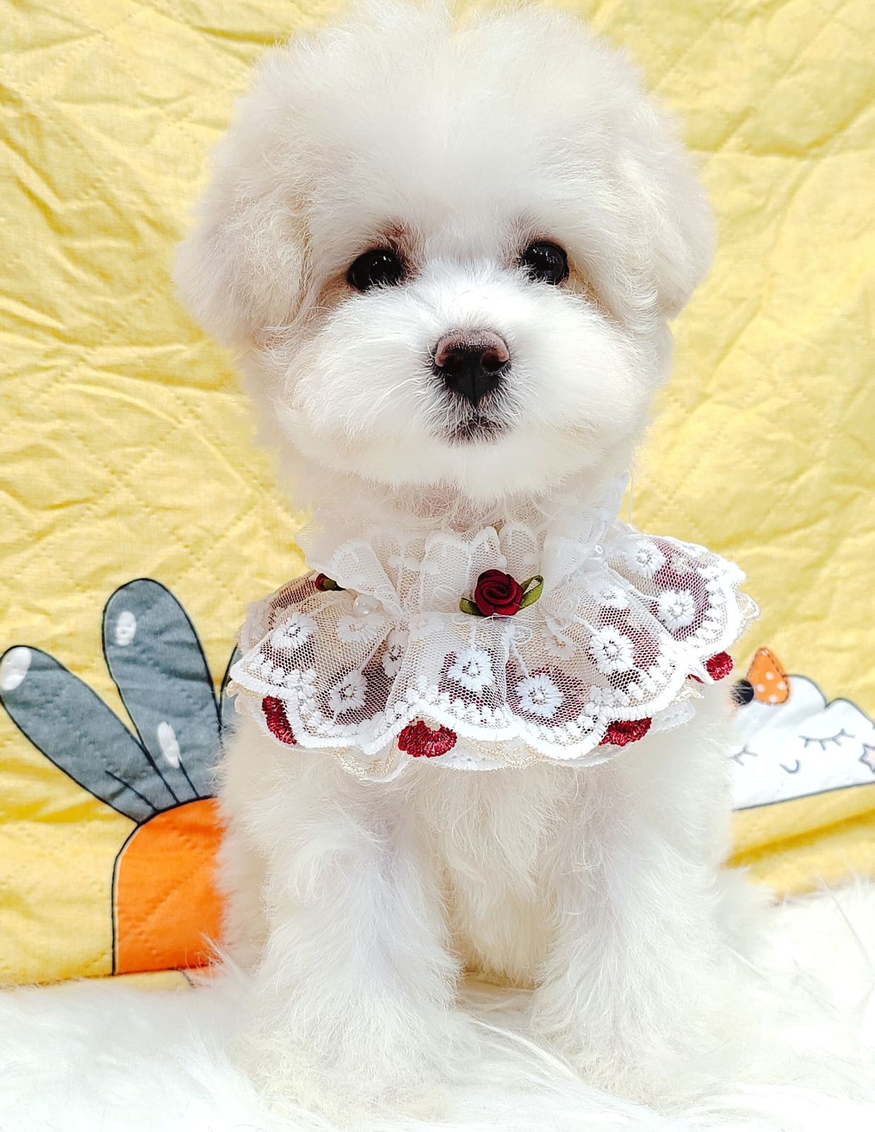 Maltipoo 马尔泰迪