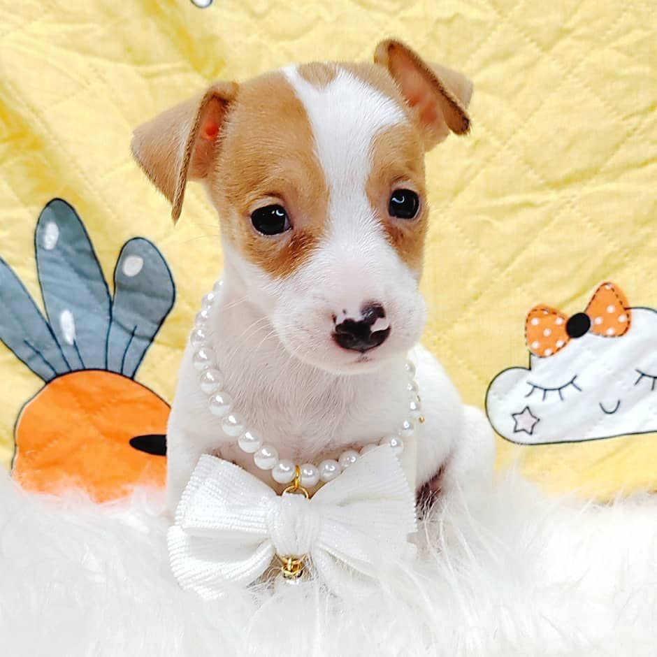 Jack Russell Terrier 杰克罗素梗