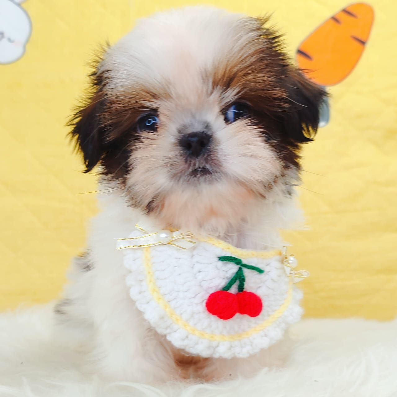 Shih Tzu 西施
