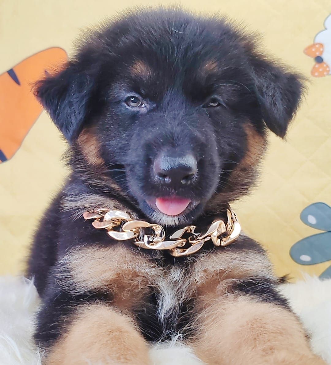 German Shepherd 德国牧羊犬