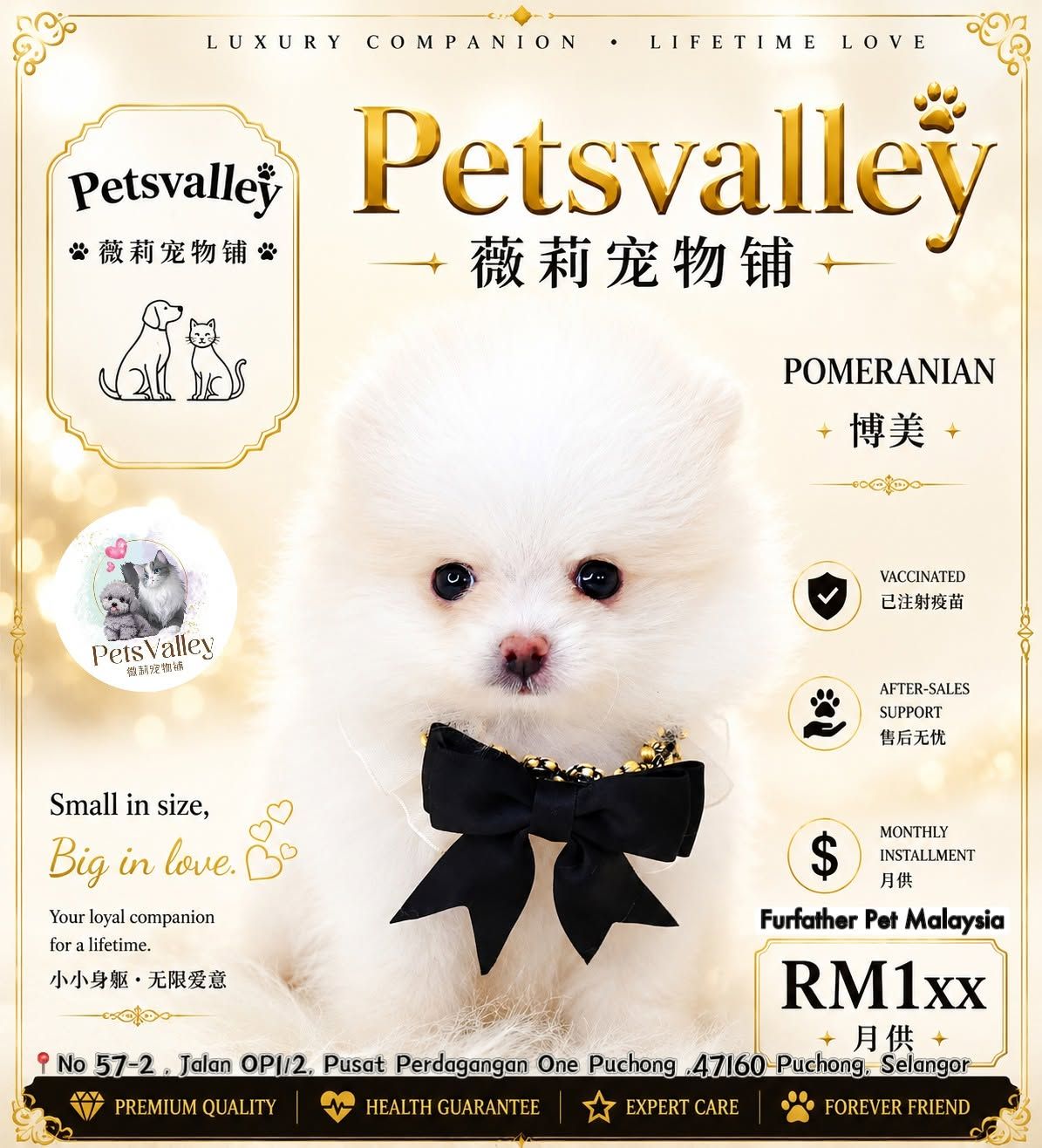 Pomeranian 博美