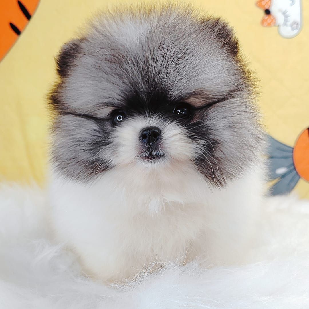 Pomeranian 博美