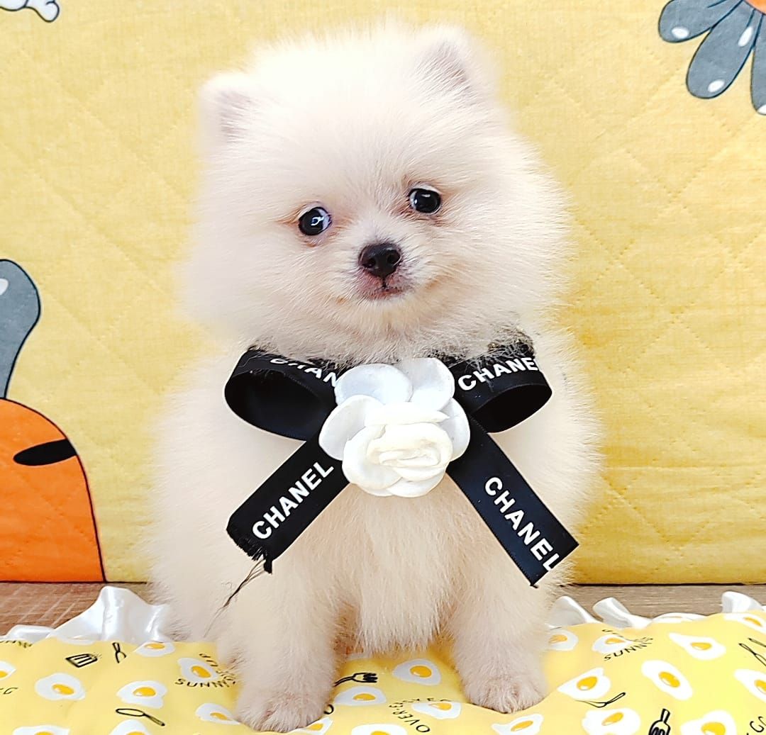 Pomeranian 博美