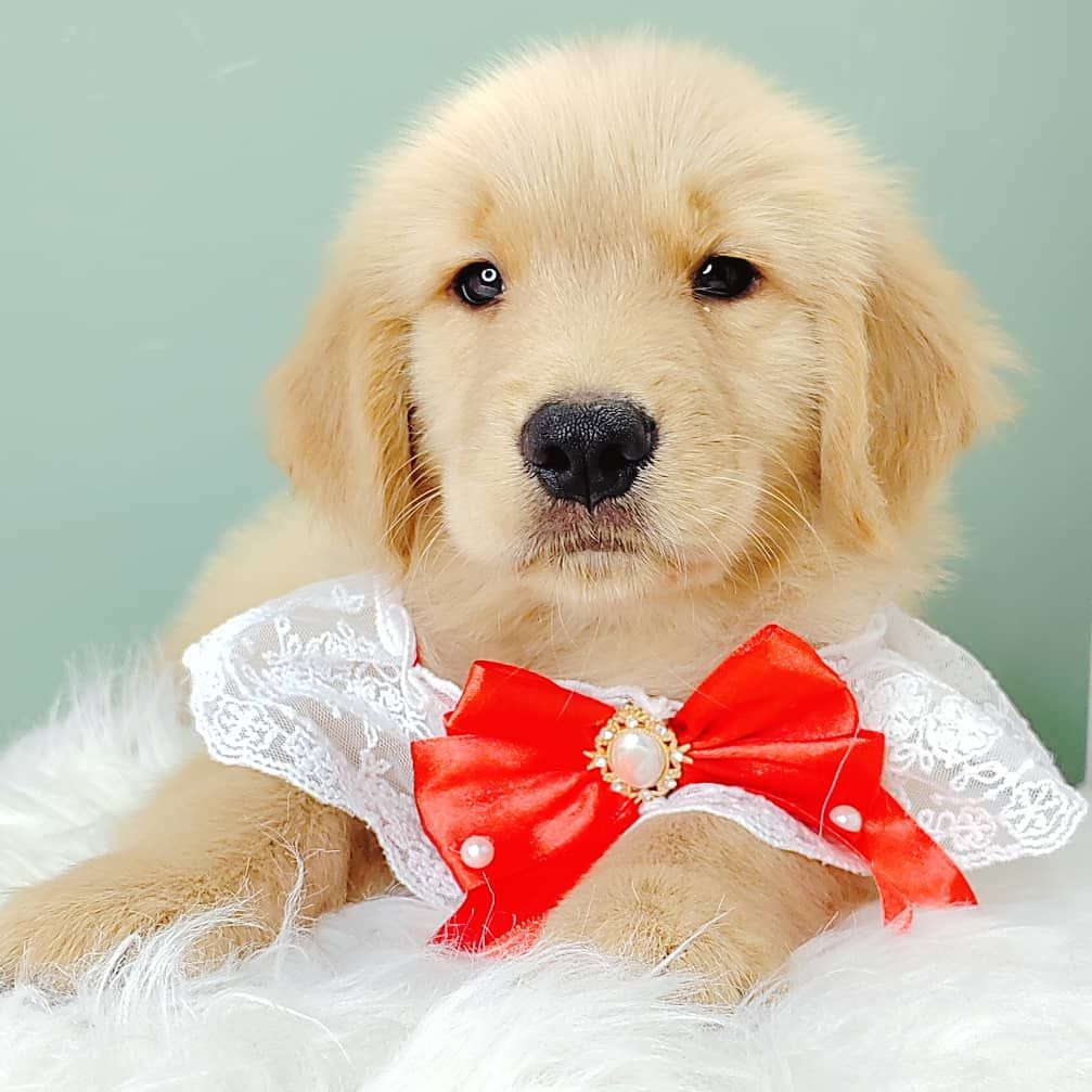 Golden Retriever 黄金猎犬