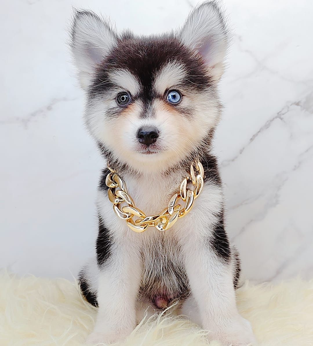  Wooly Husky 哈士奇