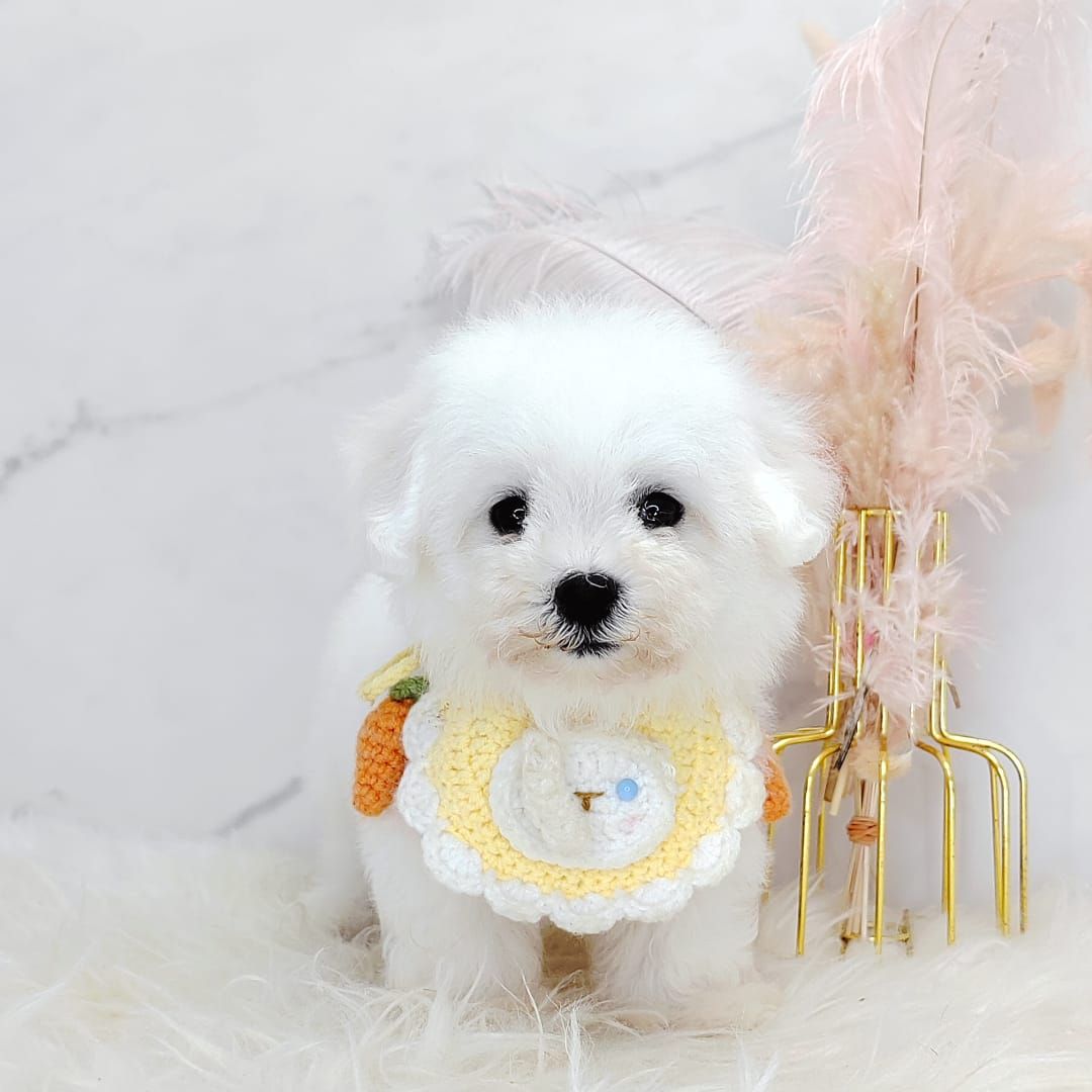 Maltipoo 马尔泰迪