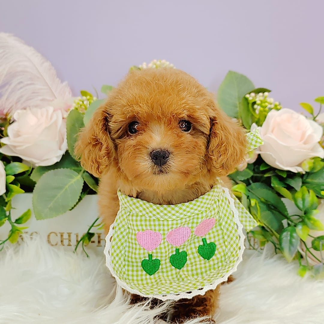  Poodle 娉拌开璐靛