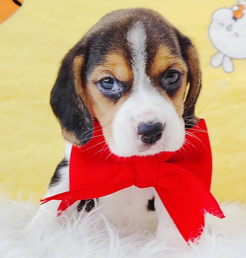 Beagle 米格鲁