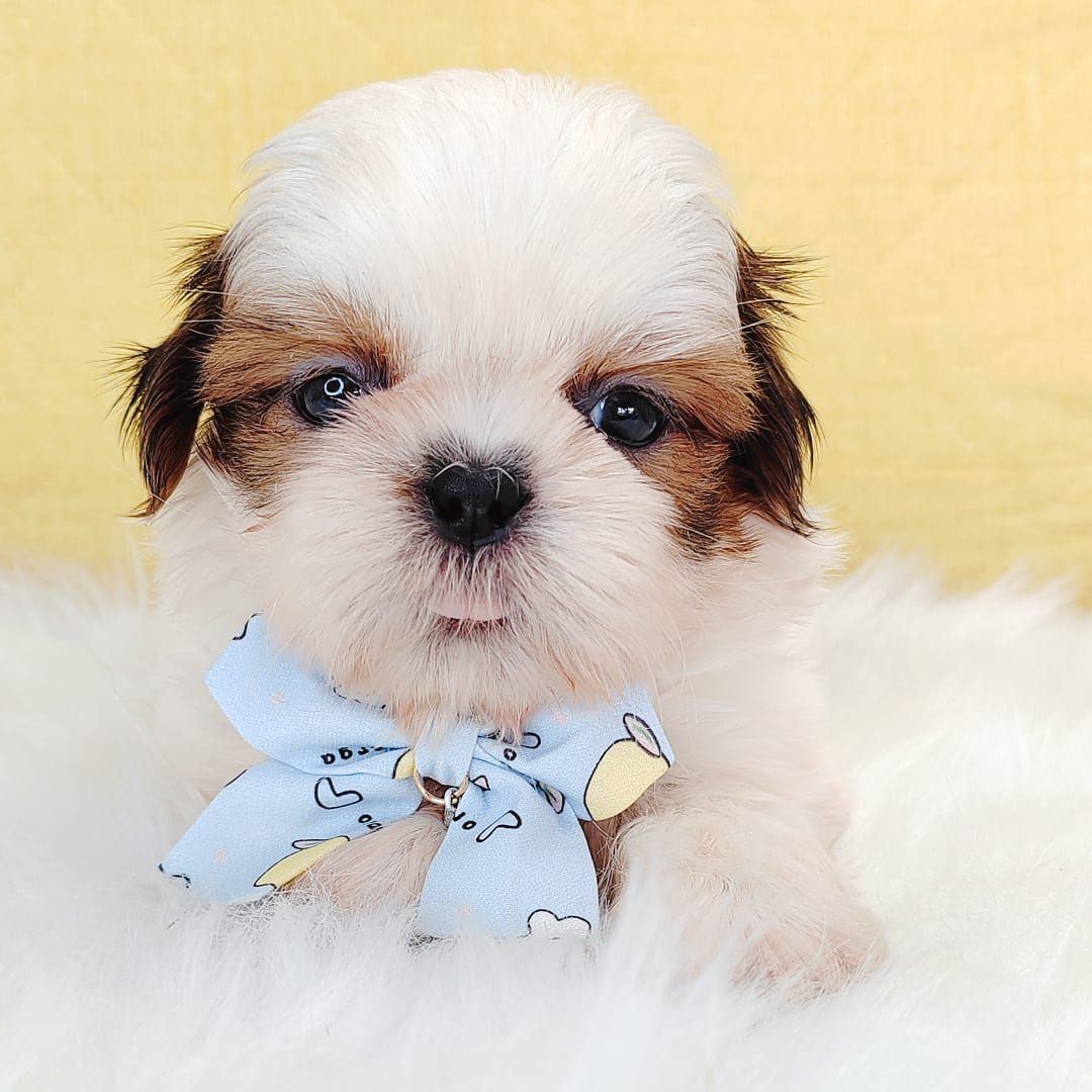 Shih Tzu 西施