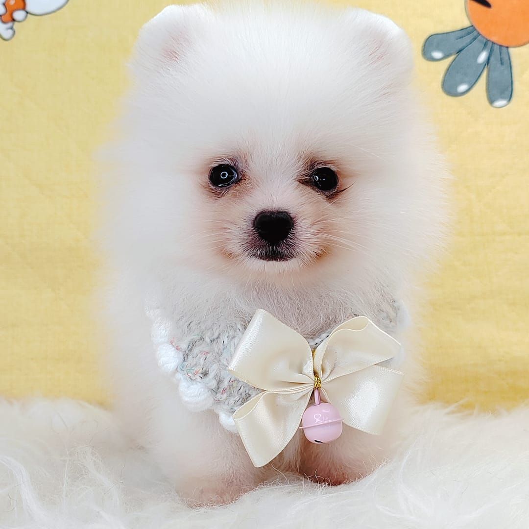 Pomeranian 博美